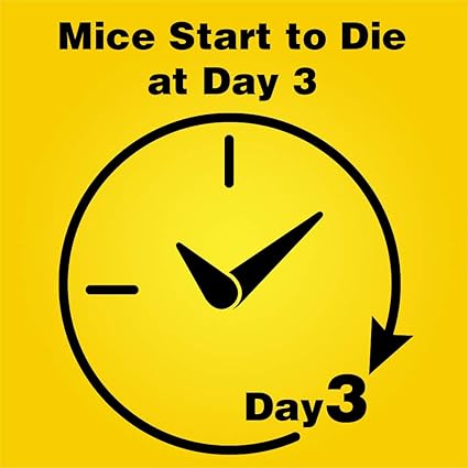 Mice Bait Station 3PK D-CON